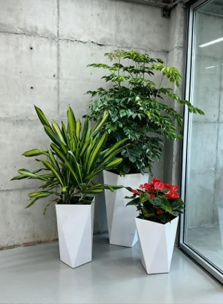 北仑花木租摆品种-海曙室内绿植租赁-鄞州绿化养护案例-江北办公室植物租赁